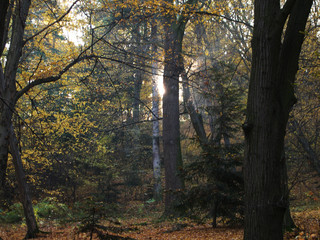 Wall Mural - sunbeams seen in the autumn morning forest
