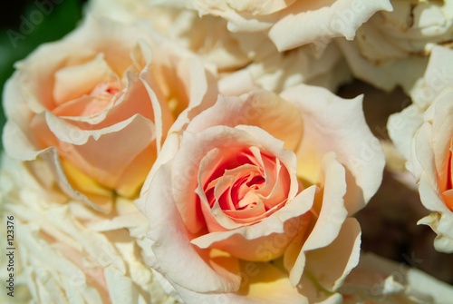 Tapeta ścienna Paul bocuse rose