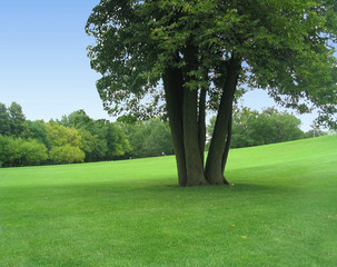 tree on hill