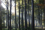 Fototapeta Natura - sonnenstrahlen im buchenwald