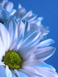 canvas print picture - blue flower