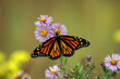 monarch butterfly 1