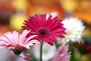 Wall Mural - flowers