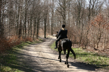 Wall Mural - danish horses