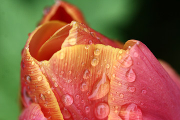 Canvas Print - flower closeup