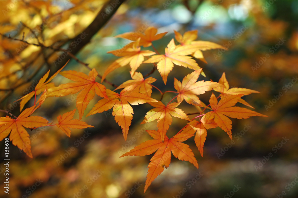 Foto-Plissee - japanese maple in autumn