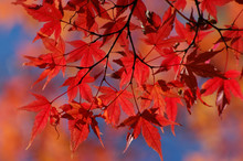 Red Japanese Maple In Autumn