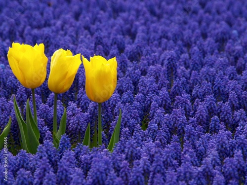 Zdjęcie XXL trzy żółte tulipany