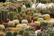 Leinwandbild Motiv varies cactuses