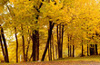 fall color, cork elm grove1