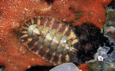 chiton