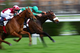 Fototapeta  - chevaux de course