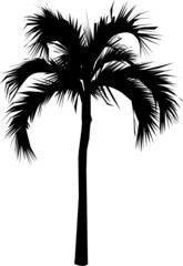 palm tree