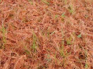 autumn pine leaves