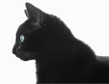 Black Cat Profile Over White