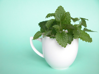 lemon balm