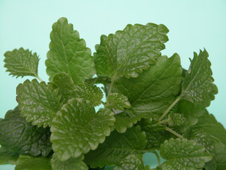 lemon balm