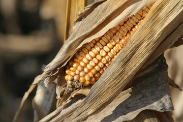 Poster - corn in husk
