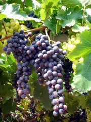 grapes on the vine