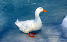White Duck On Blue
