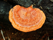 Orange Fungus On A Rotting Log
