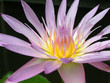 canvas print picture - lotus blüte
