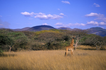 Wall Mural - giraffe