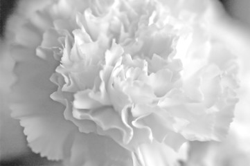 Wall Mural - black and white carnation