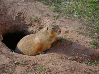 prairie dog 2