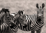 Fototapeta Konie - zebras