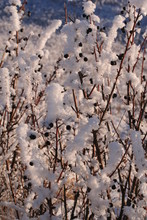 Cotoneaster Hedge Frosted