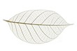 © Sapsiwai - leaf skeleton
