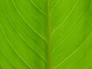 Wall Mural - green leaf