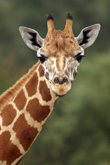 giraffe stare