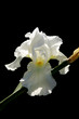 Leinwanddruck Bild - white iris
