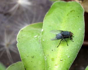 Wall Mural - fly on a leaf 4