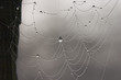 canvas print picture - spider web 3