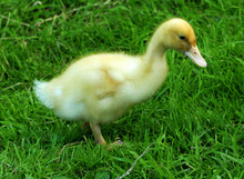 The Baby Duckling