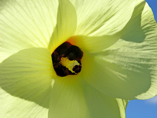 Wall Mural - flowering okra