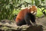 Fototapeta Zwierzęta - red panda