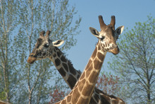 Two Giraffes