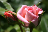 rose rosa mit knospe