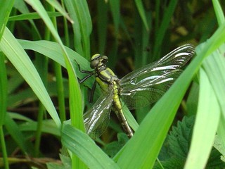 green dragonfly