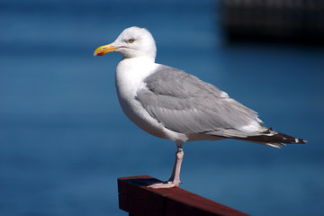 Wall Mural - bird seagull