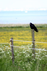 Wall Mural - bird