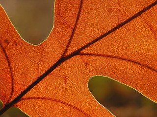 Wall Mural - oak leaf