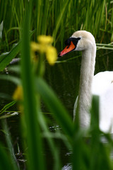 Wall Mural - swans