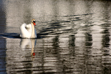 Wall Mural - swans