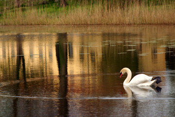 Wall Mural - swans