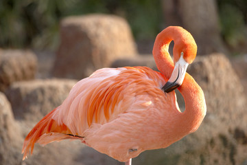 Naklejka flamingo ptak zwierzę flamenco 